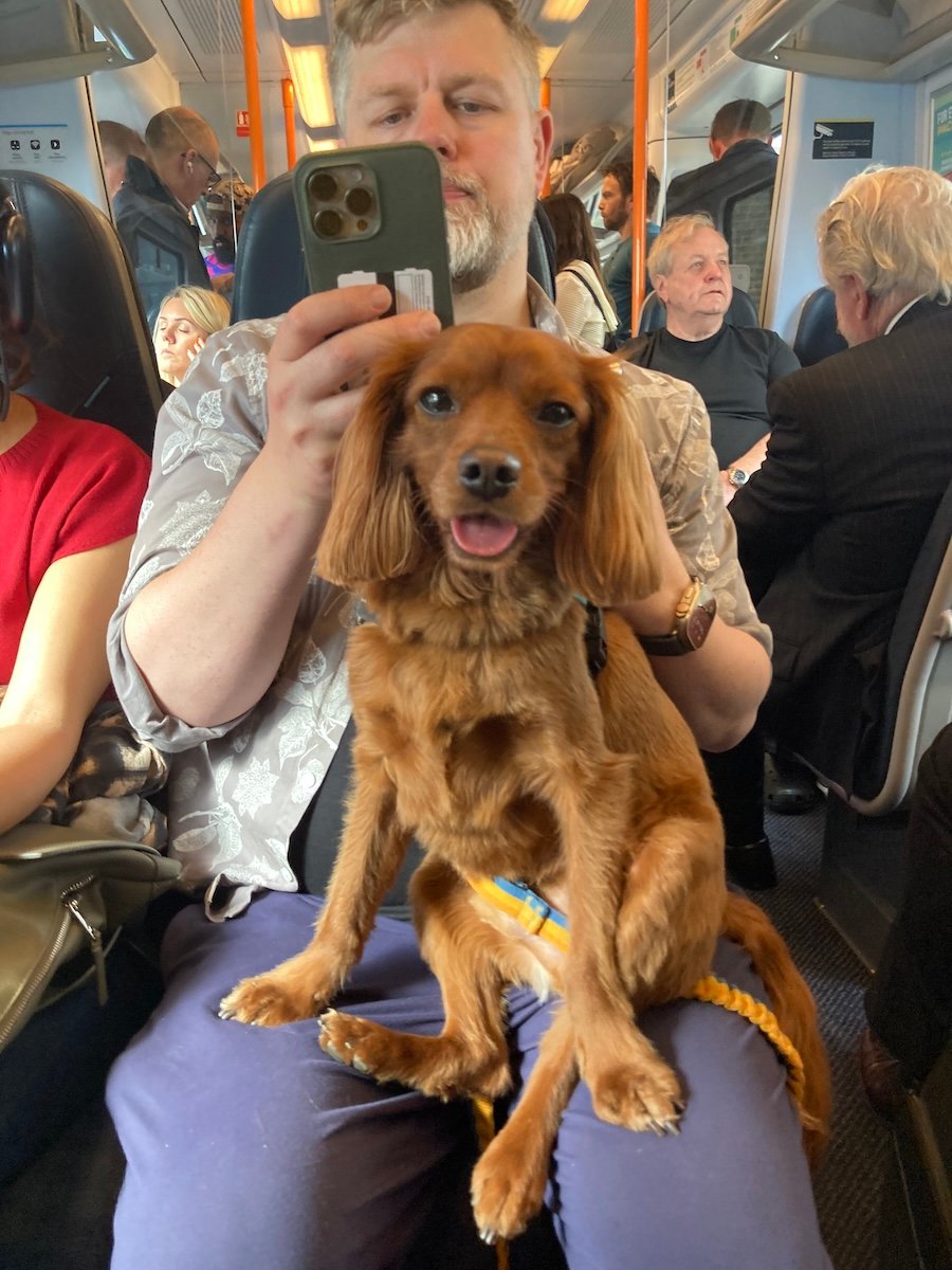 The cutest improv dog sits on my lap with his back legs splayed out like a person.