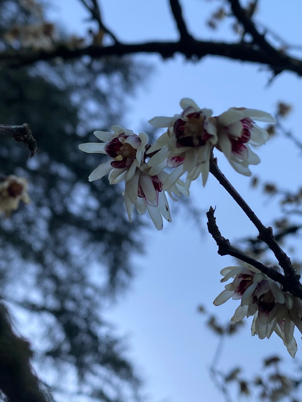 photo by Uma Mishra (photo of small white flowers with dark magenta centers budding on a tree)
