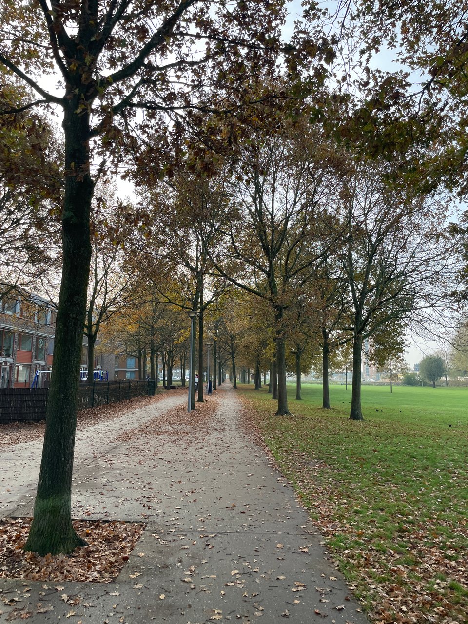 A view of an extended concrete path next to a park with oak trees planted in rows on either side and in the middle.