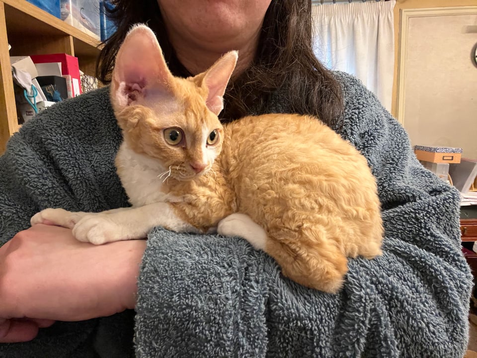 A small orange kitten with large ears sitting poised on my dressing gown sleeve, looking out of frame at something he’s about to pounce on