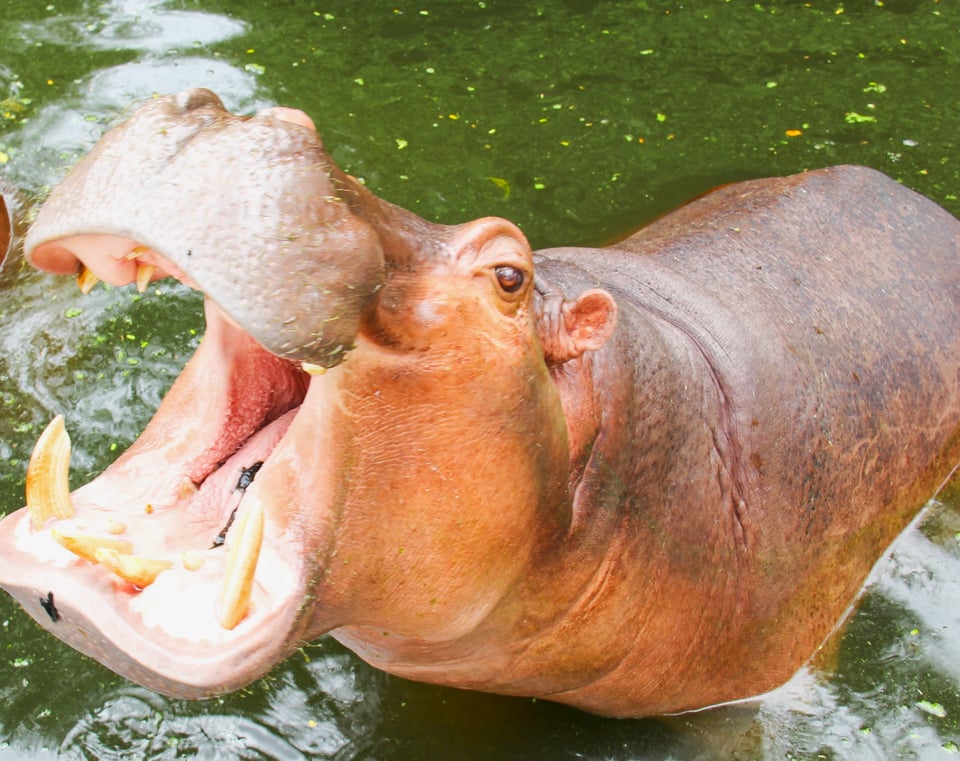 Hungry, hungry hippo