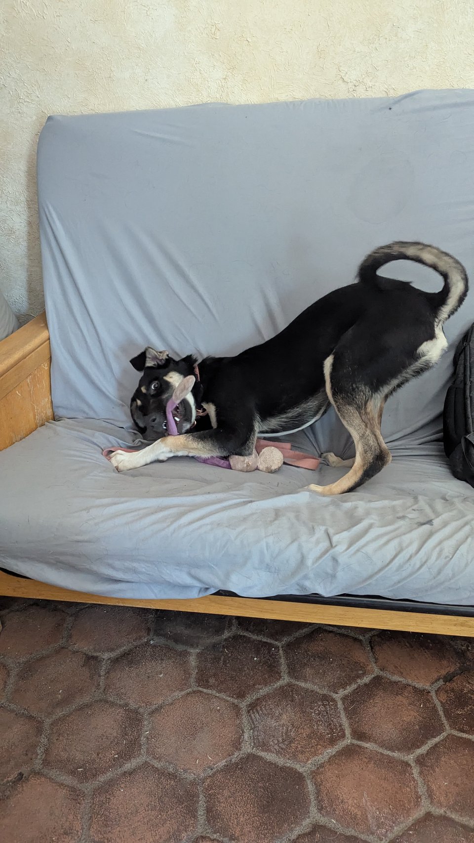 The dog from the first photo gyrates on a futon covered by a blue sheet. She's eating a toy. Training her to be my chill office buddy is going, but I wouldn't say it's going particularly well.