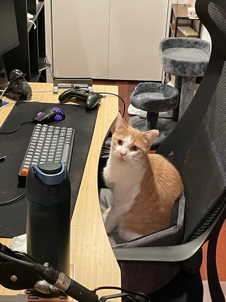 My cat waiting to play some games