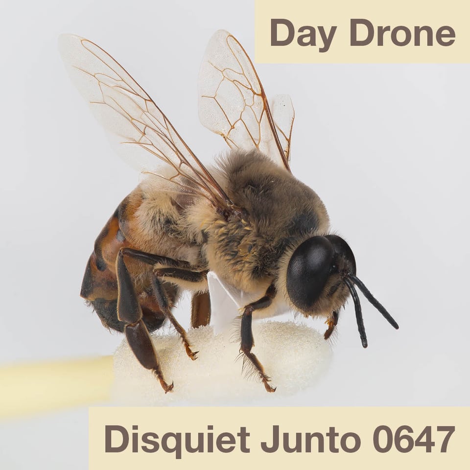 The photo shows a bee on a swab, with the name and number of the Disquiet Junto project on it