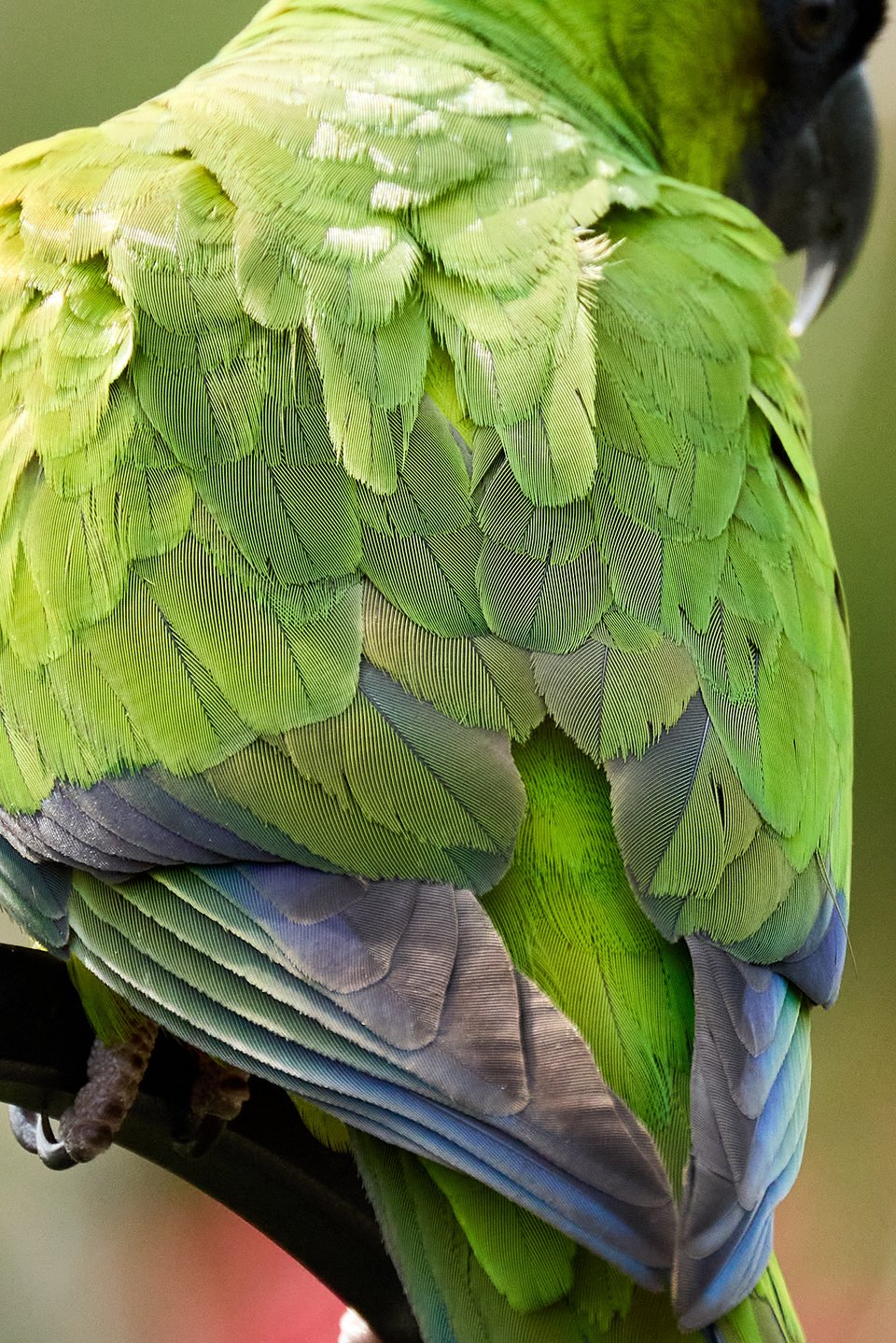 Close-up of a parrot's green feathers