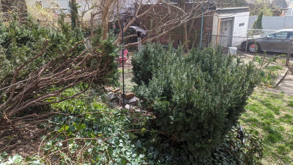 a picture of a section of garden with two dark-green hedges, one of which is half sticks.