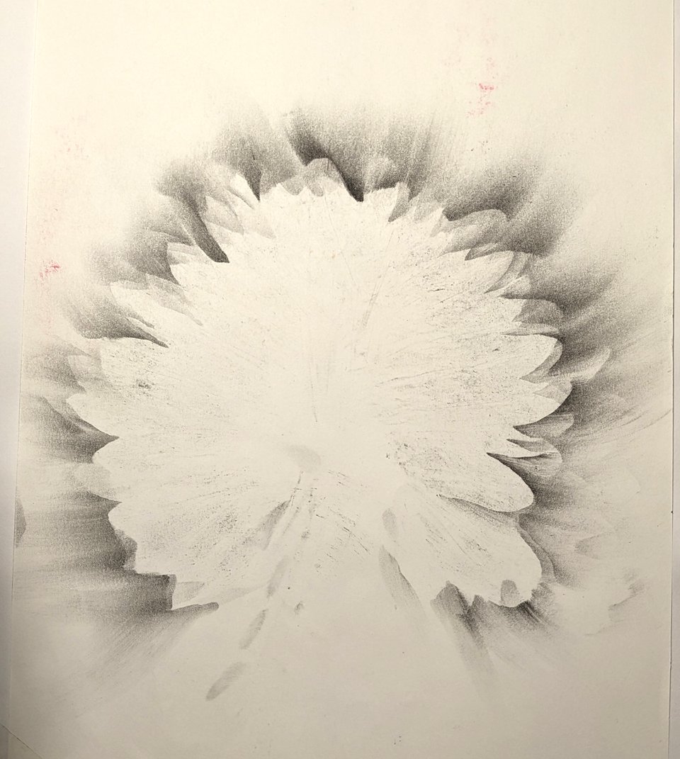 A charcoal drawing with ghostly edges of a philodendron leaf