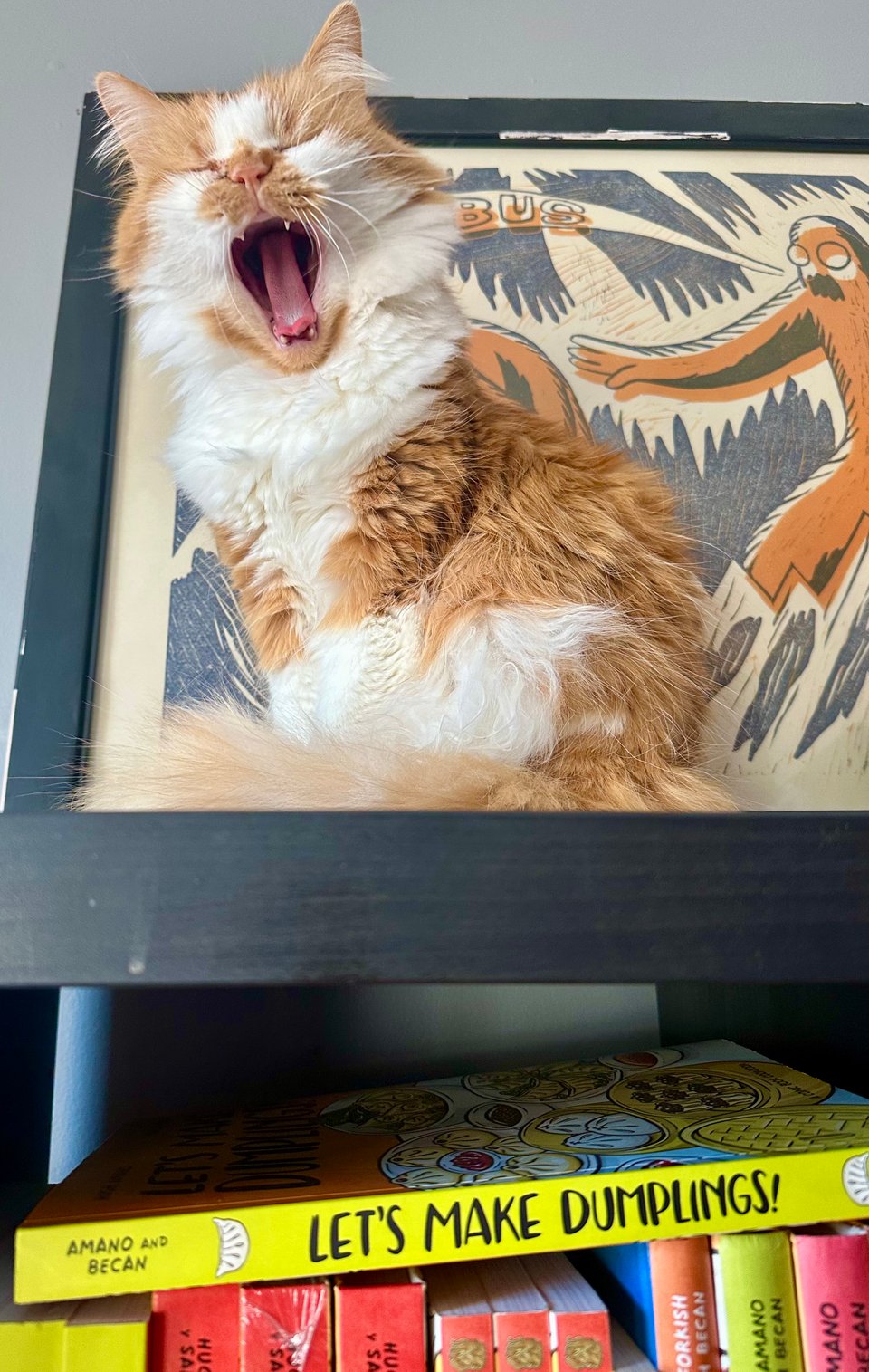 a fluffy orange and white cat sitting on top of a bookshelf, yawning wide