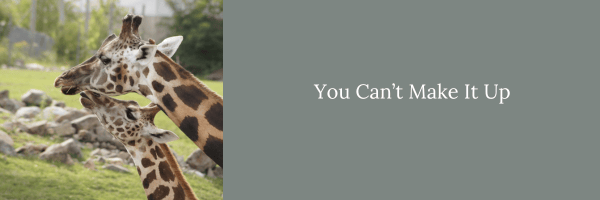 Mother and baby giraffe