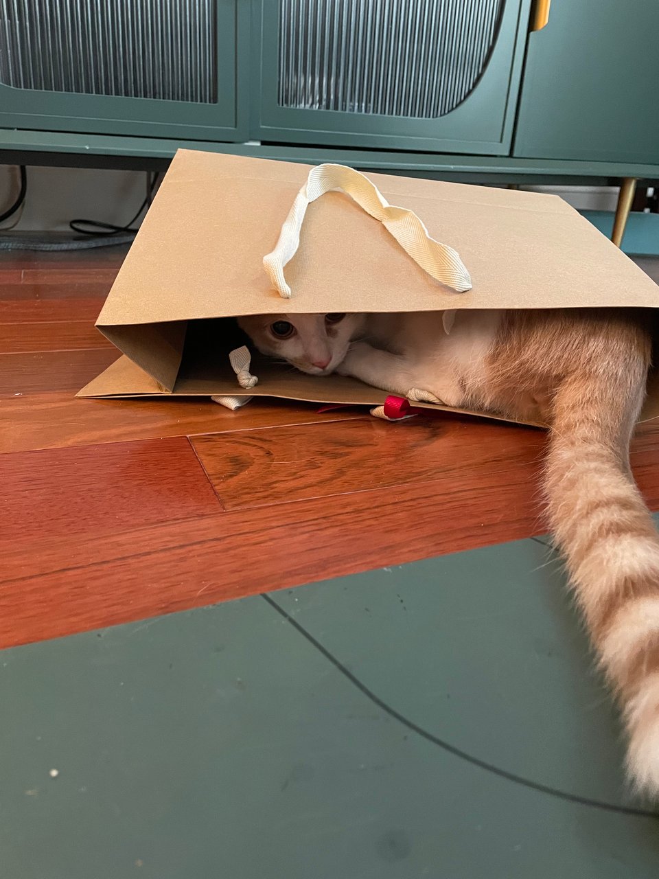 Timmy enjoying our shopping bag