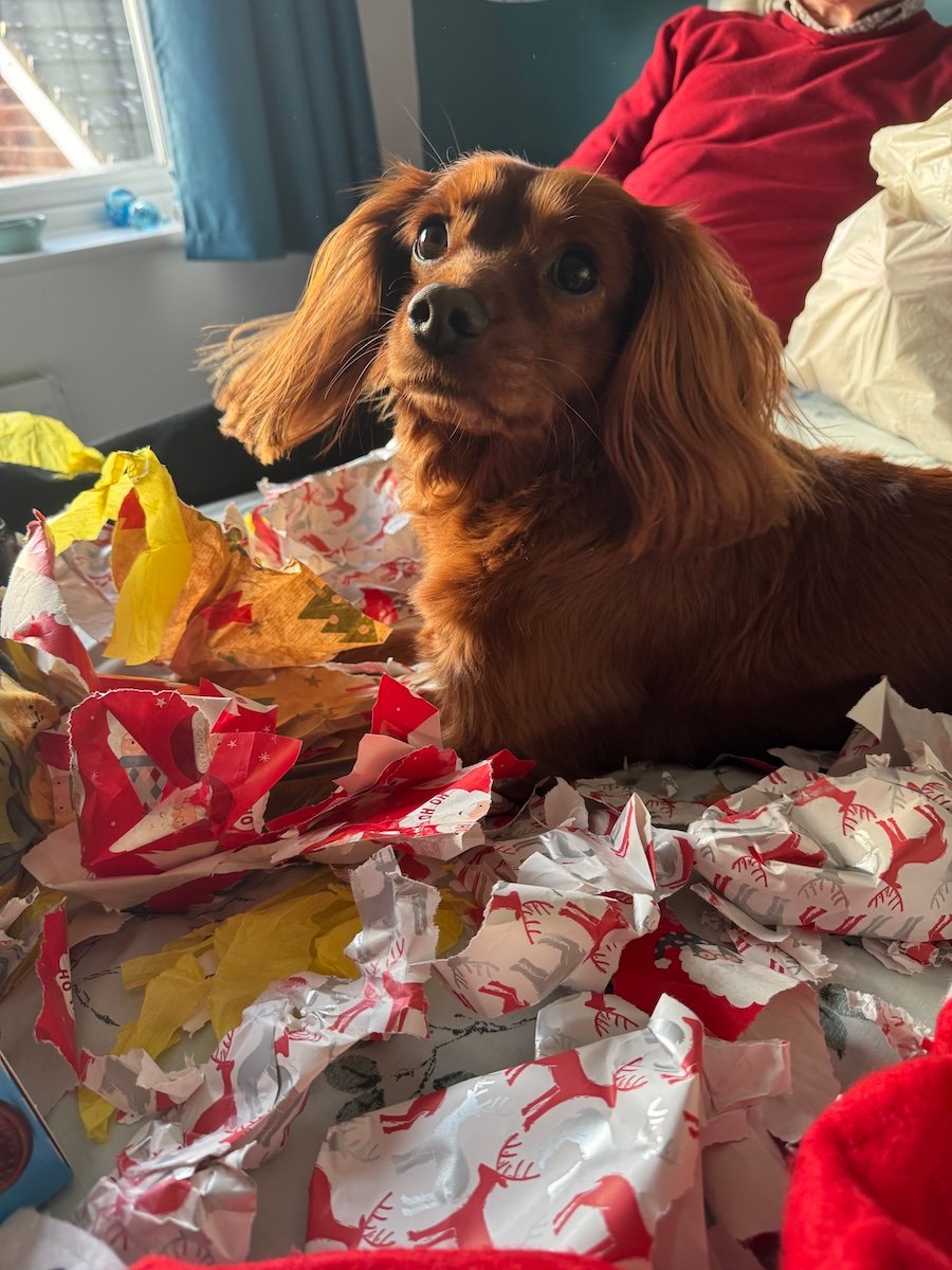 A cute dog lying in a chaos of wrapping paper.