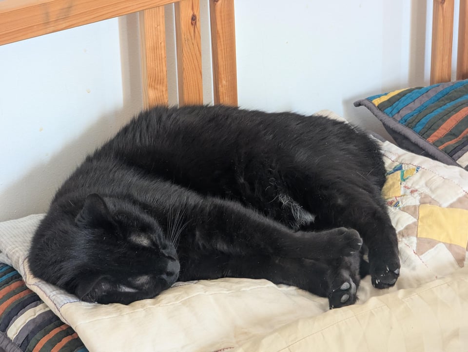 Gennoveus, a black cat, lying on a folded quilt and stretching out his front legs