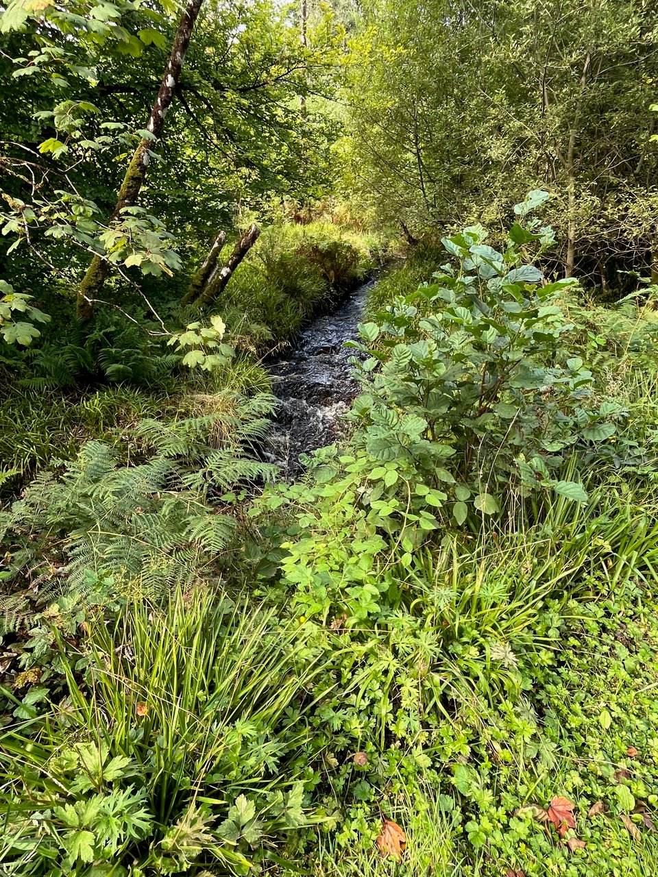 A burn running over stones between forest trees, ferns, rushes, buttercups foliage and seedling hazel in the foreground