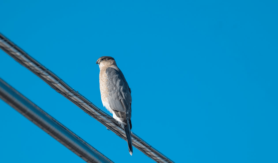 A hawk perches on a thick metal wire against a clear, vibrant blue sky. Its feathers are sleek and well-defined, with a light brown chest and darker gray wings. The bird gazes to the left