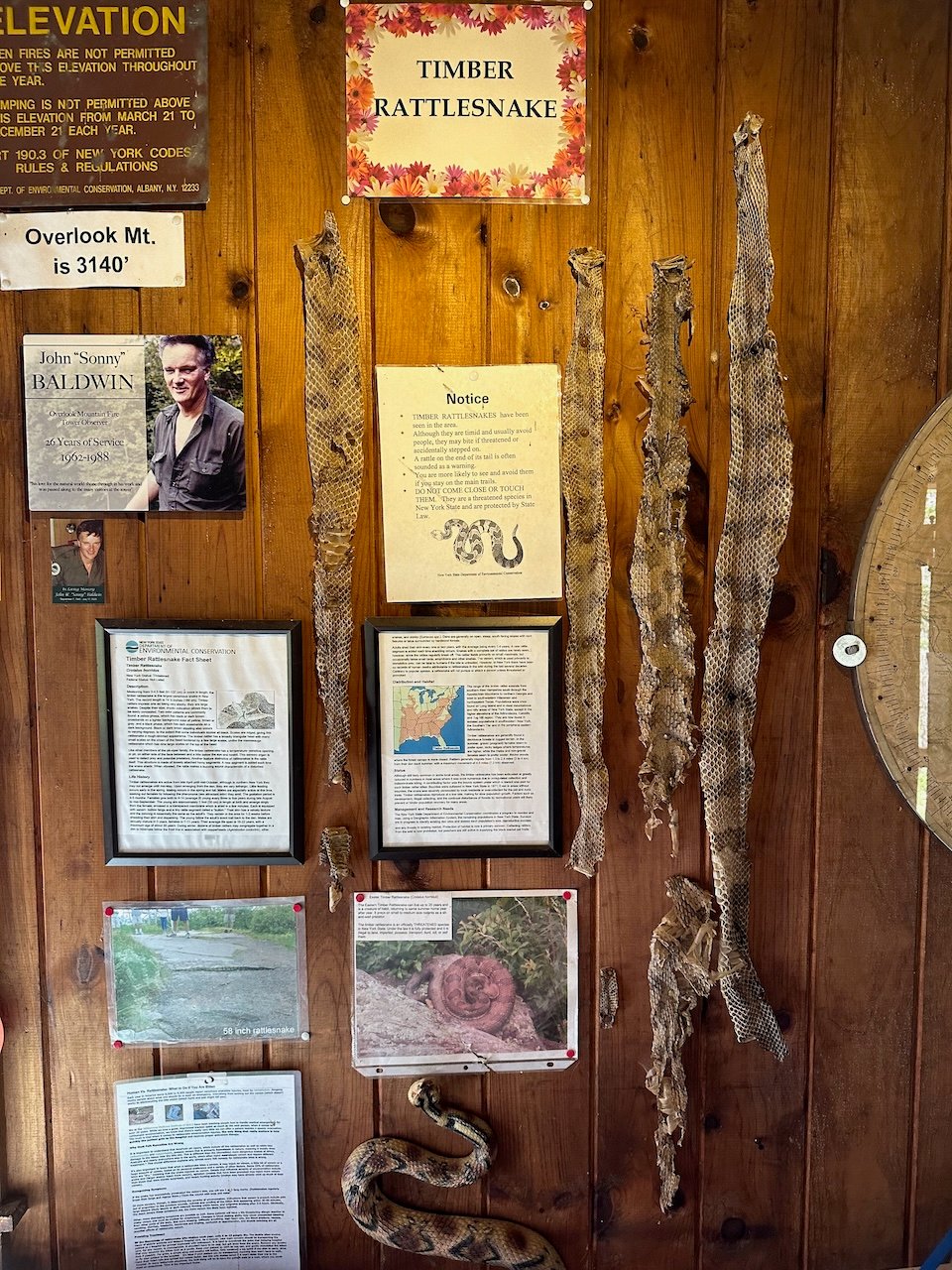 Photo of an information display about Timber Rattlesnakes, featuring several shed snakeskins