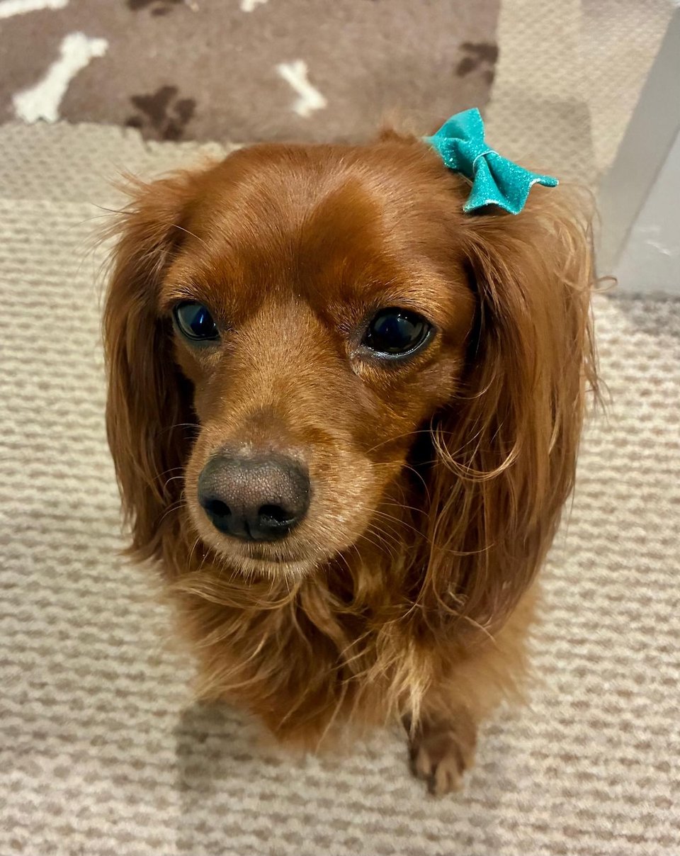 A cute dog with a bow in his hair.