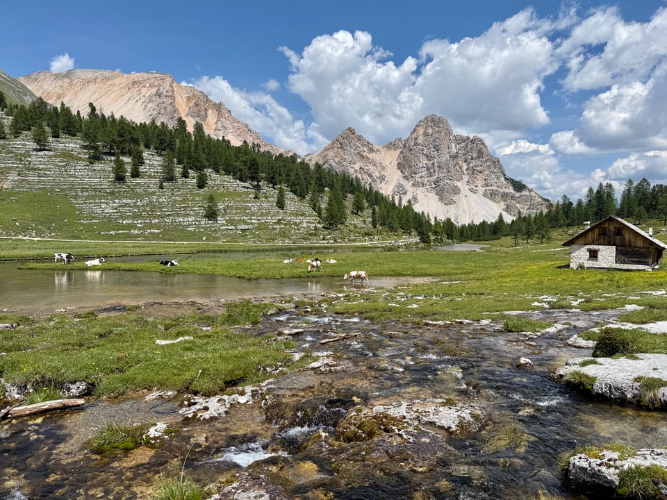 cows in a stream near Rifugio Lavarella