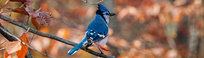 a blue jay among fall leaves