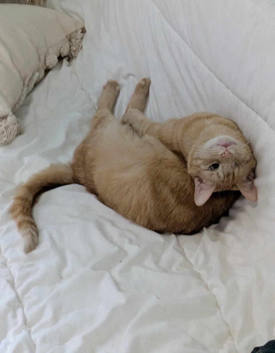 An orange cat with one eye sitting on a bed and craning her head back to look at the viewer upside-down.