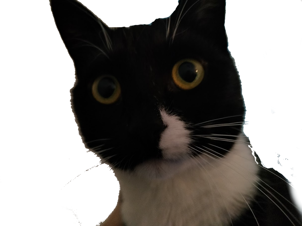 🐈‍⬛ Yoshi Pics For You 🐈‍⬛ logo