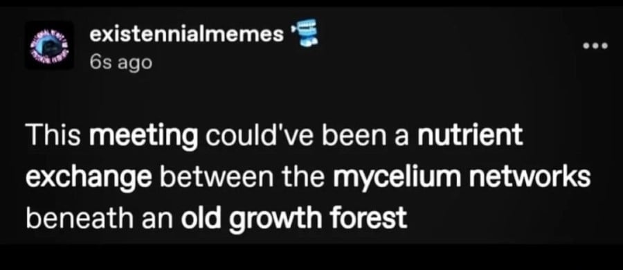 estistennialmemes: This meeting could have been a nutrient exchange between the mycelium networks beneath an old growth forest