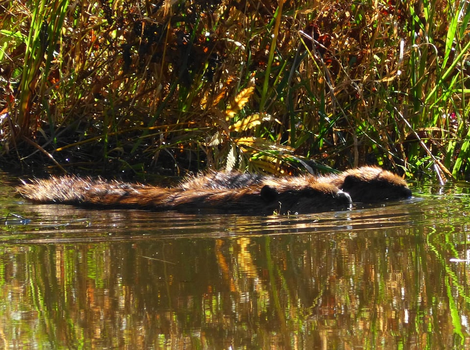 Belonging and Connection