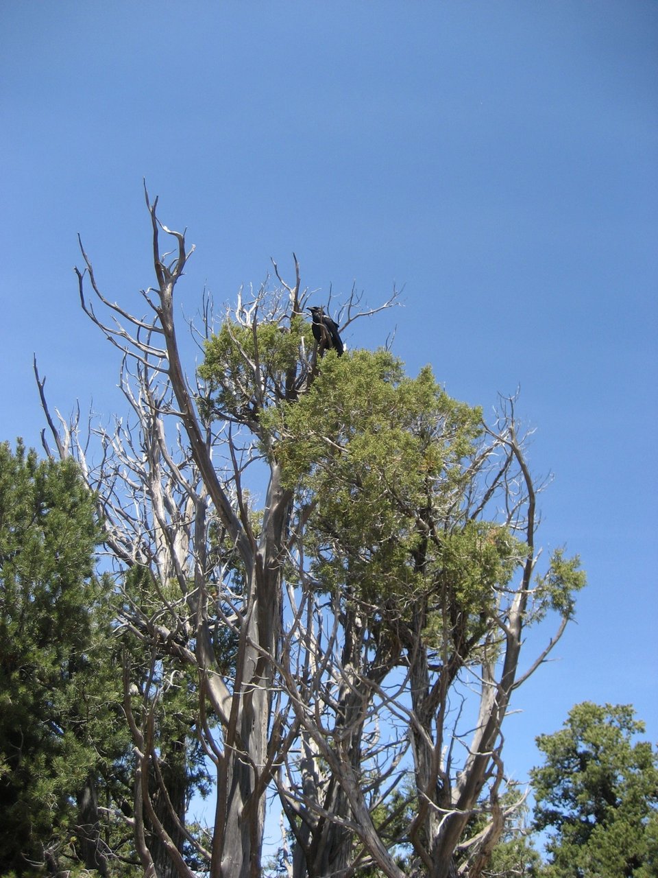 A bunch of trees. One is dead, and has a crow perched at the top.
