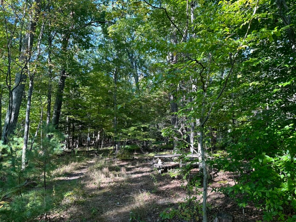 Photo of woods & leaves with a picnic table in dappled sunlight