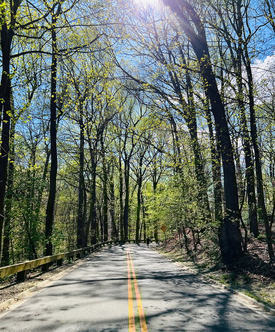 a road surrounded by trees
