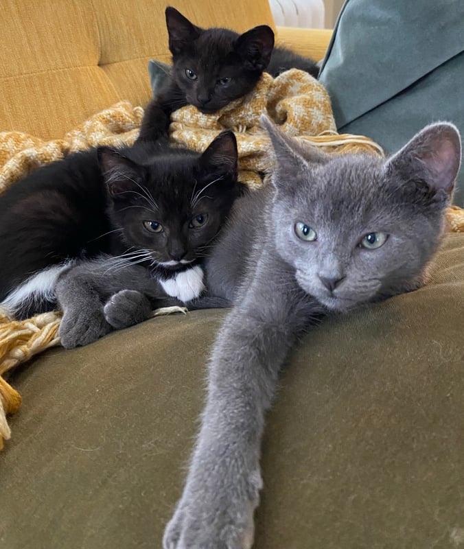 10-week-old kitten littermates waking up and looking at the camera