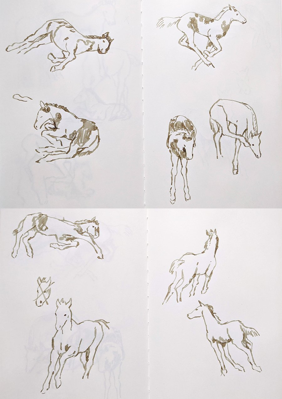 sketches of foals lying down, standing, running, etc in green-brown ink