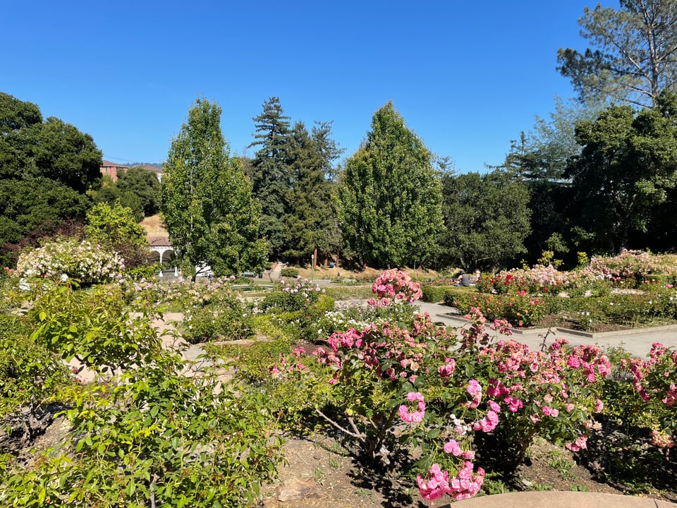 the Morcom Rose Garden in Oakland in full bloom, with pink roses in the foreground and large trees in the background