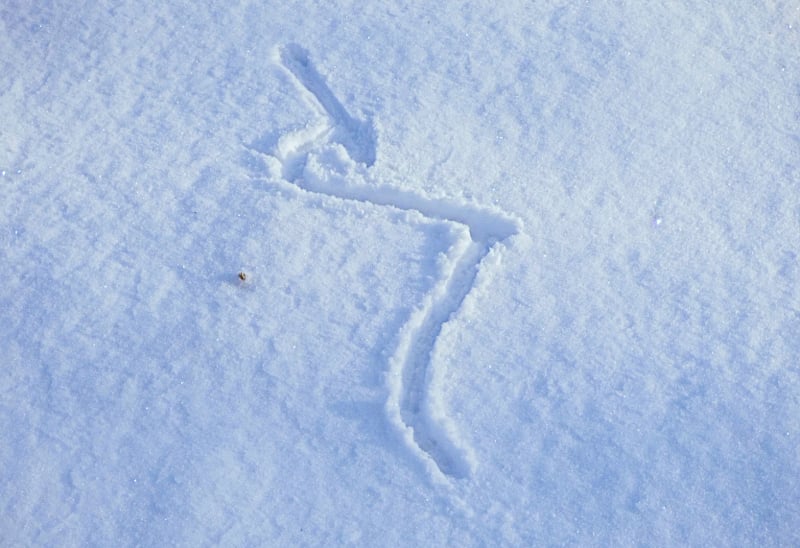 A vole’s winter trail. Seeing it, a raptor or fox might have a pretty good map to a meal. And yet, the vole has powers of survival too, even in winter. / Photo by Bruce Ause