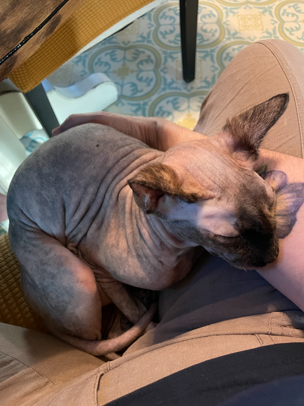 A small hairless cat curled up on a lap, her head resting heavy on a forearm. A tattoo of a purple and white flower is just barely visible beneath her head.