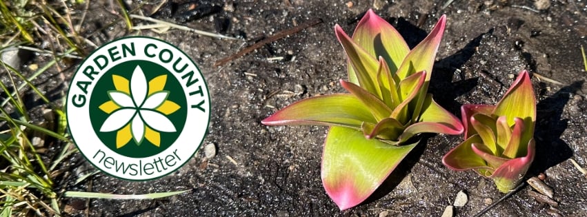 Garden County logo is on the left, overlaid on a photo of the ground with two large alliums emerging from it.