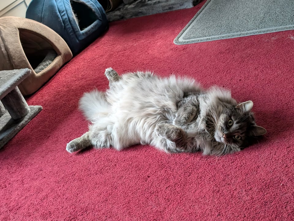 a fluffy grey cat laying belly-up on a red carpet