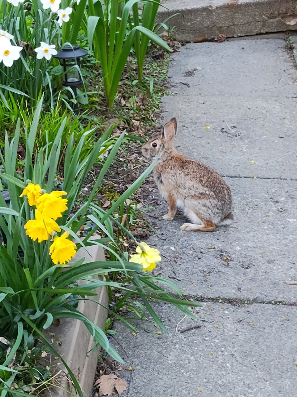 A rabbit on a driveway peering into a garden filled with white and yellow daffodils