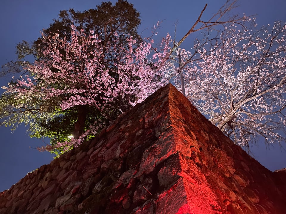A sky-facing view of the illuminated castle wall and cherry blossoms.