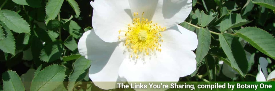 Rosa multiflora, one of the plants blogged about this week.