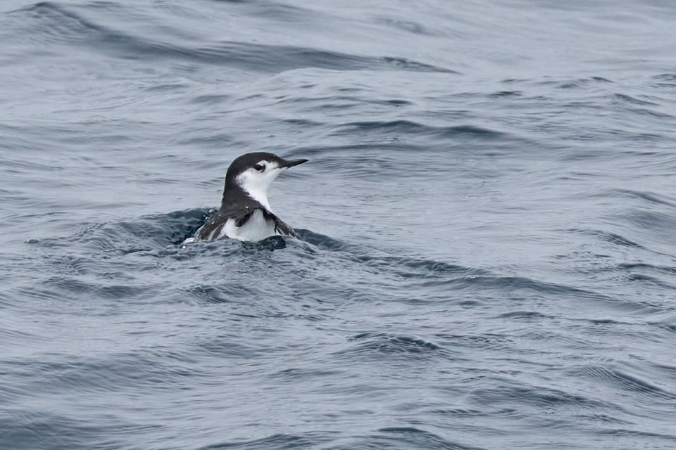 A small black-and-white seabird floats in the ocean