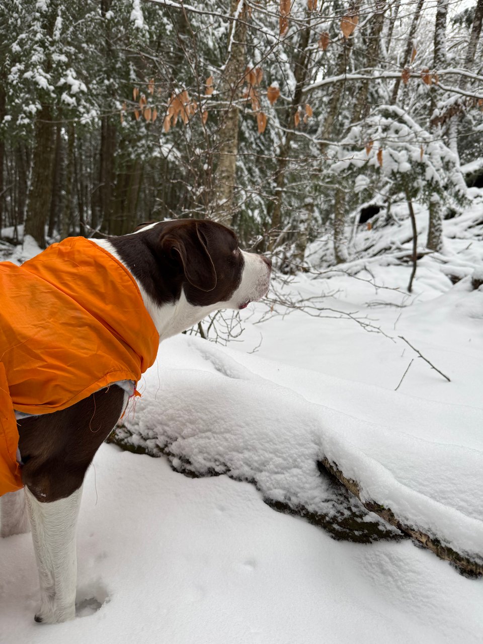 Charlie, a large brown and white dog, standing in the snowy woods wearing a homemade orange coat