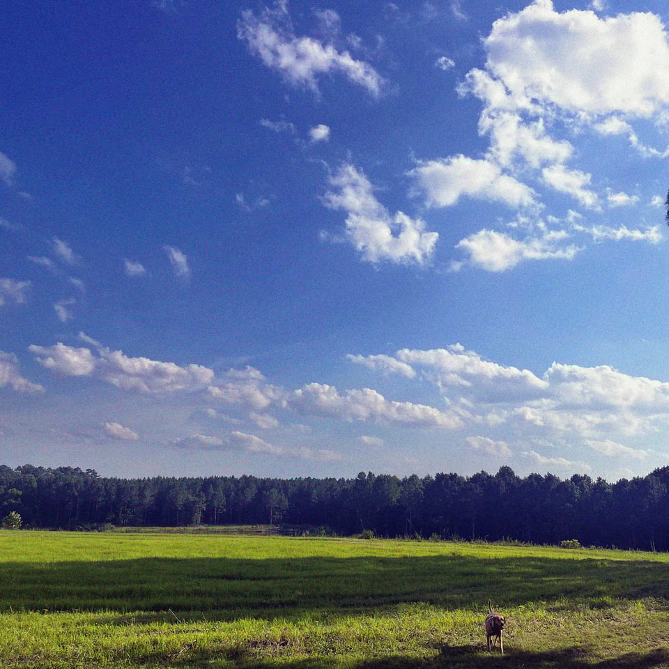 doodoo the dog returns from a fallow field on a 100+ year old farm in North Carolina, giant fluffy clouds stretching across the sky above the long leaf pine tree line