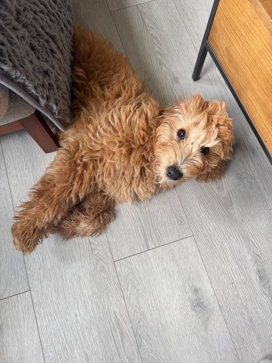 A cute dog lies on the floor of a flat.