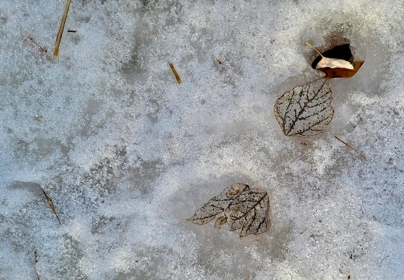 Nature’s artistry is evident in every season. Even in decay, there is beauty. / Photo by Pamela Miller