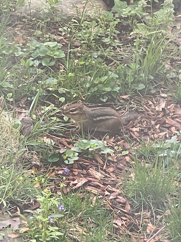 a chipmunk