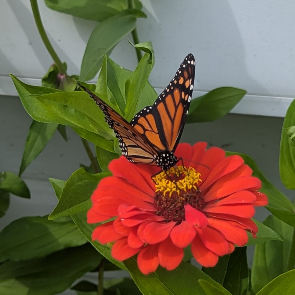 A bright orange and black monarch butterfly sips nectar from the center of a red zinnia.