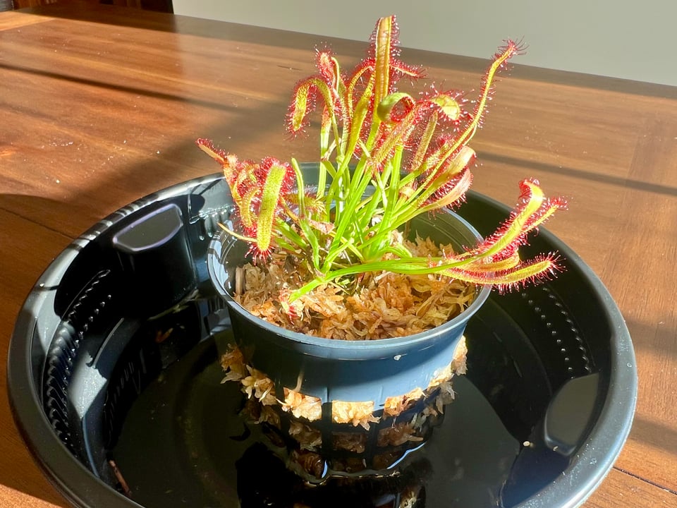 tropical sundew