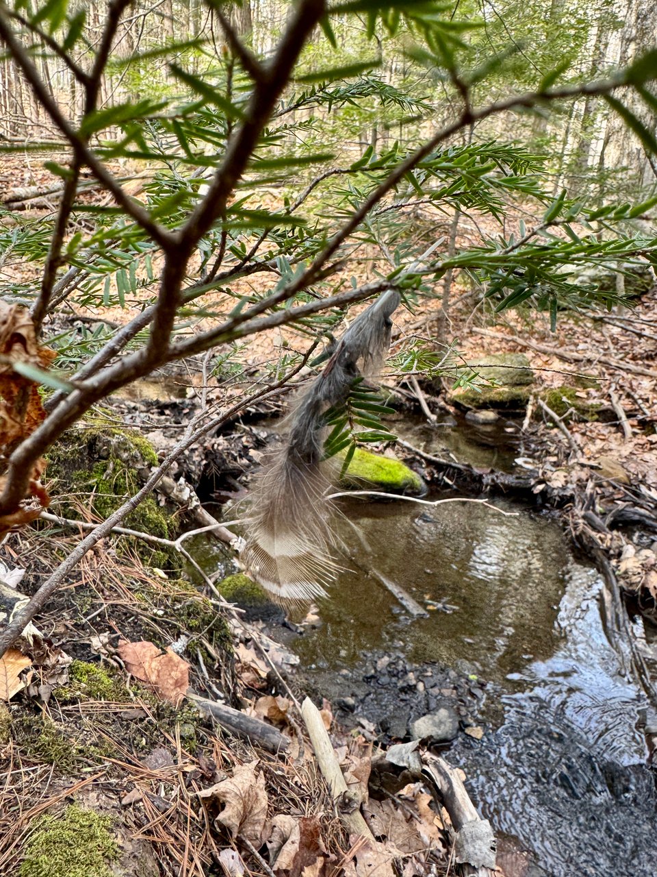 Single feather hanging from the needles of hemlock sapling, with the water of a small stream in the background