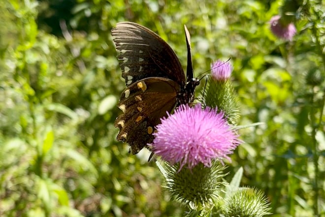 This week: Spicebush Swallowtail Likes Laurel