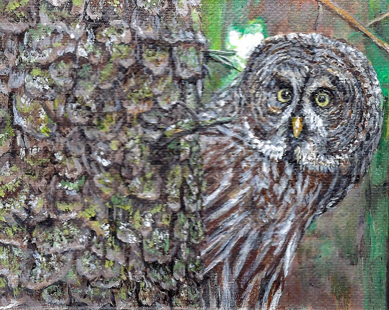 A Great Gray Owl. / Acrylic painting by Barbara Maier, 2025